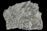 Pennsylvanian Fossil Fern (Lyginopteris) - Alabama #112759-2
